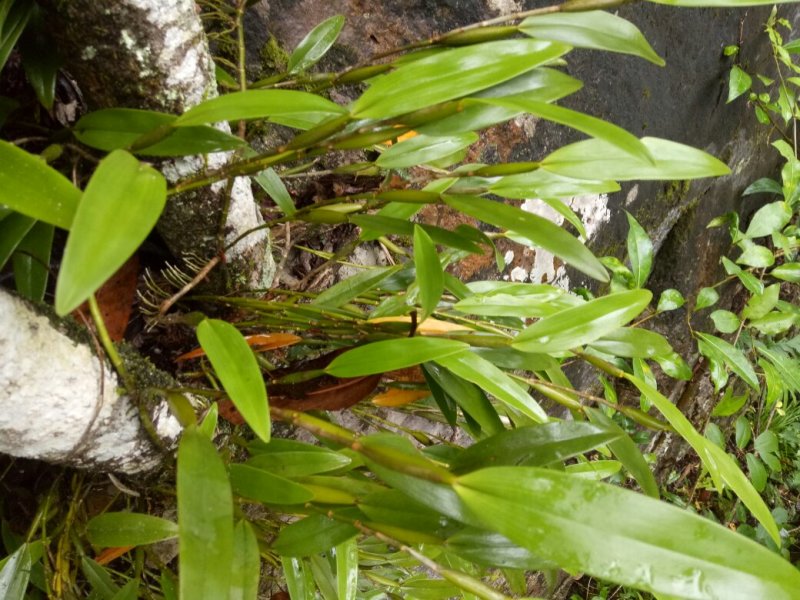 小黄草