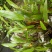 小黄草