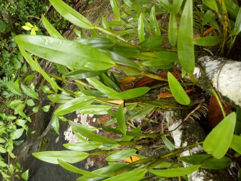 小黄草
