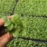 托鲁巴姆小苗50万棵，抗病性强，产量高，根系旺盛