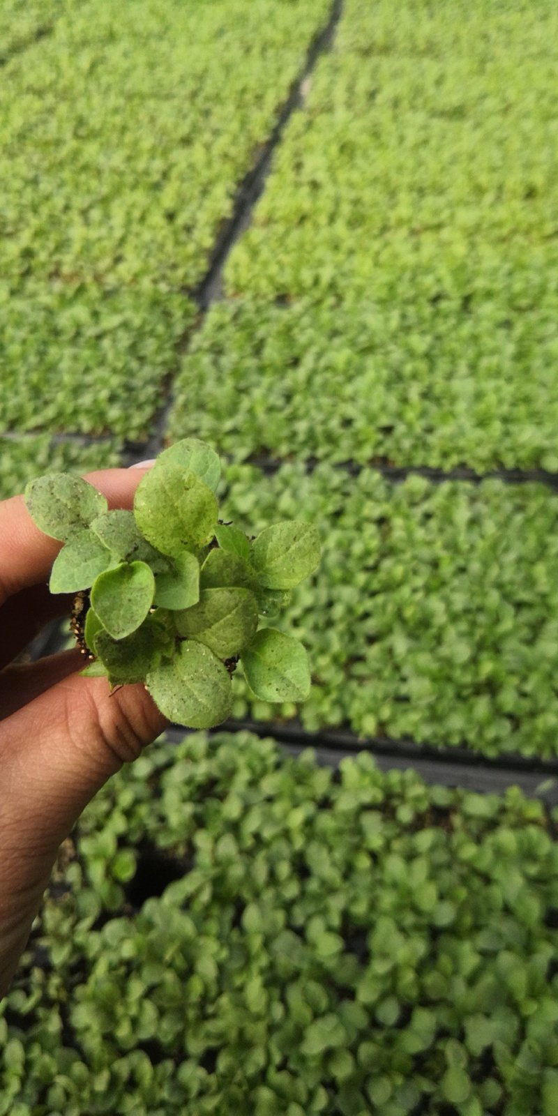 托鲁巴姆小苗50万棵，抗病性强，产量高，根系旺盛
