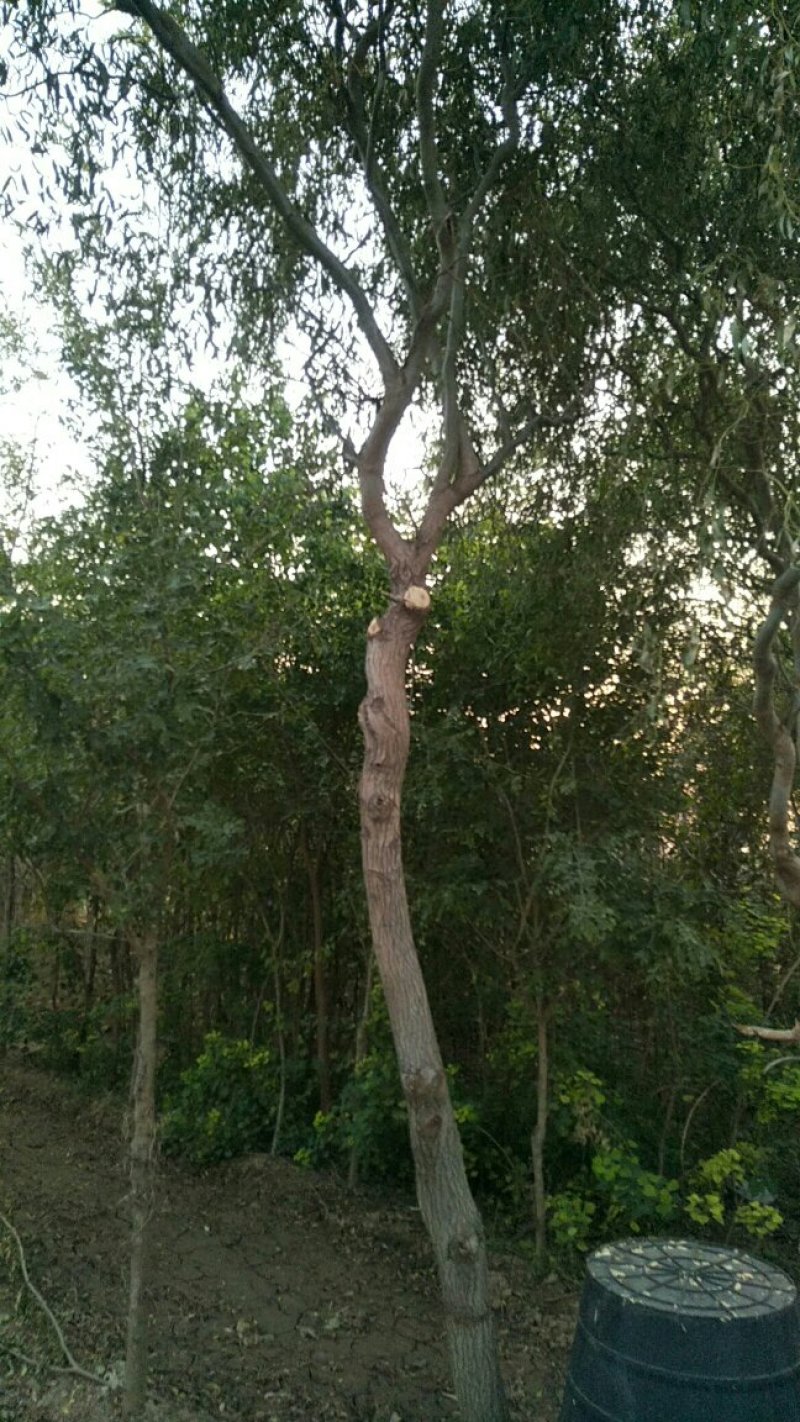 龙须柳