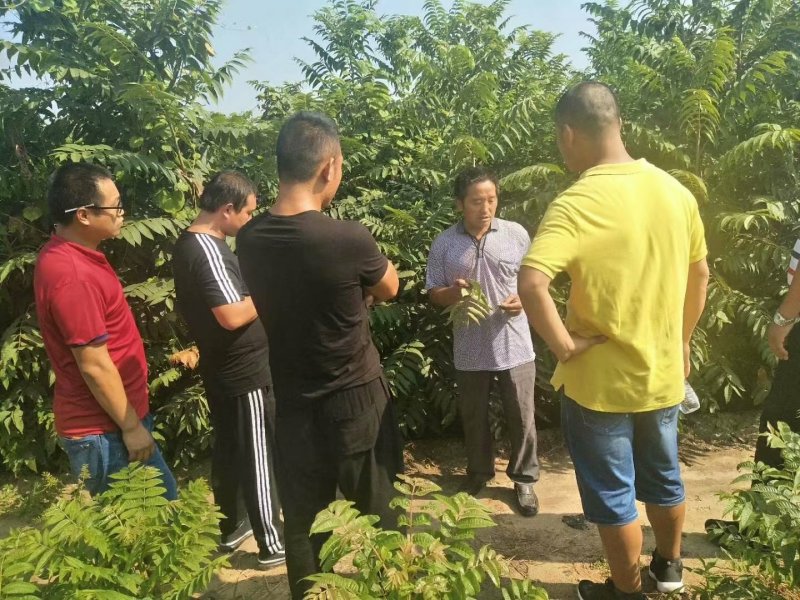 花椒苗，香椿苗