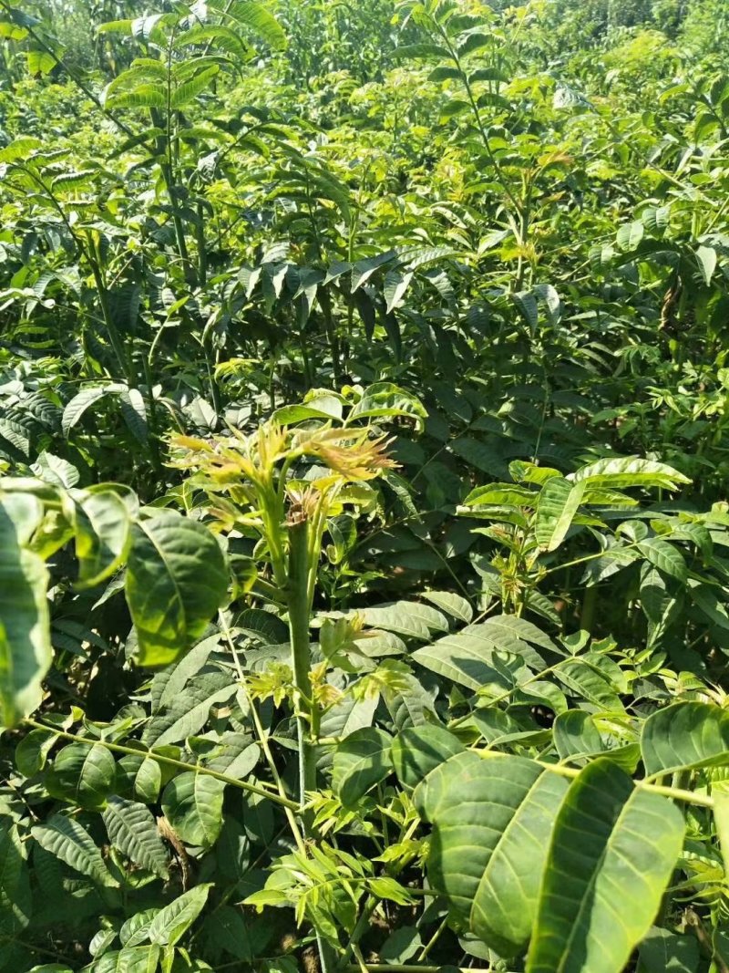 花椒苗，香椿苗