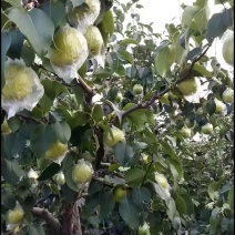 雪花梨1百万斤，皇冠梨3百万斤