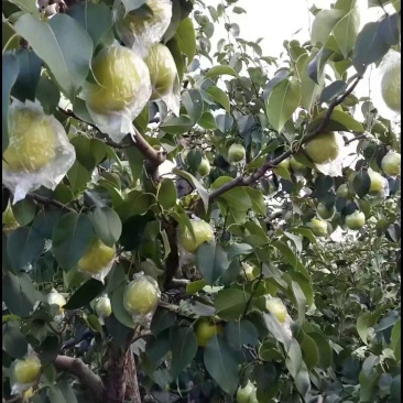 雪花梨1百万斤，皇冠梨3百万斤