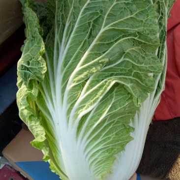 白菜