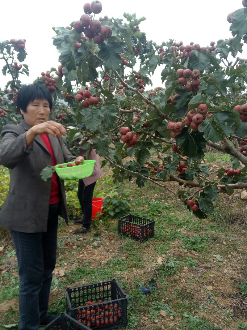 优质好山楂来这里质量保证货源充足