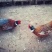 农家散养野鸡蛋，鸡蛋