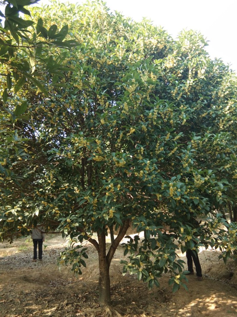 桂花八月金桂花树苗，丹桂花苗，四季桂月月桂包邮