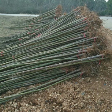 泡桐大量供应1-5公分泡桐