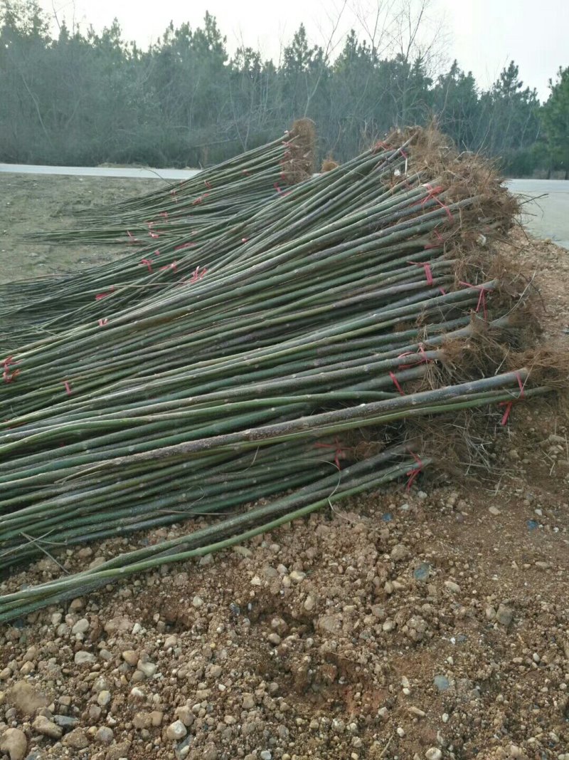 泡桐大量供应1-5公分泡桐