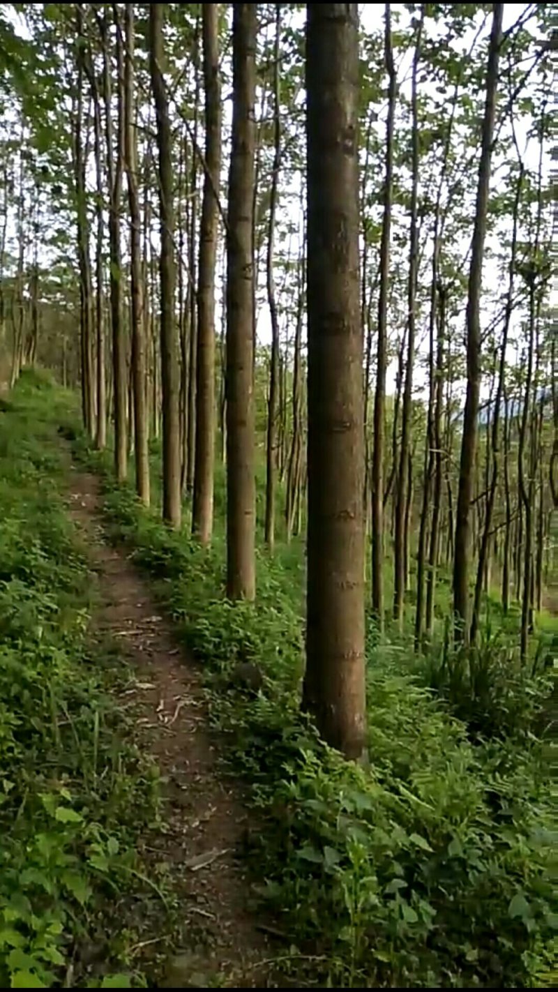 泡桐大量供应1-5公分泡桐