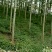 泡桐大量供应1-5公分泡桐