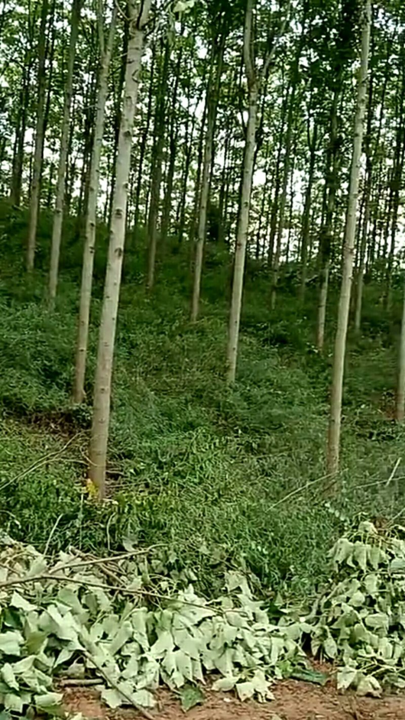 泡桐大量供应1-5公分泡桐
