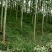 泡桐大量供应1-5公分泡桐
