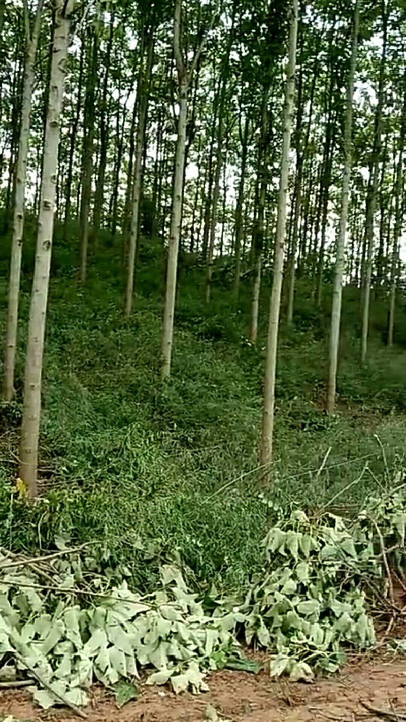 泡桐大量供应1-5公分泡桐