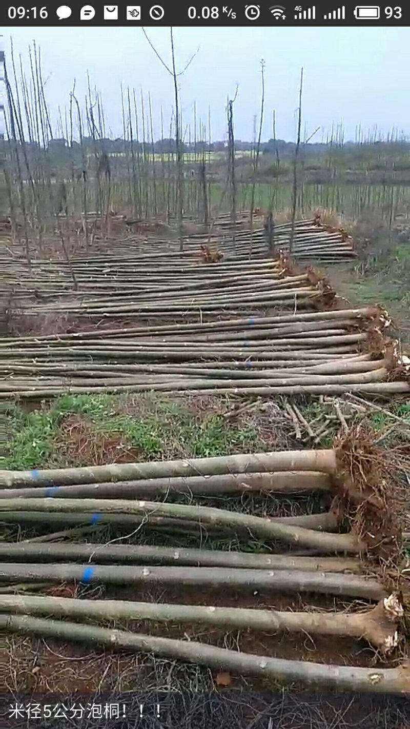 泡桐大量供应1-5公分泡桐