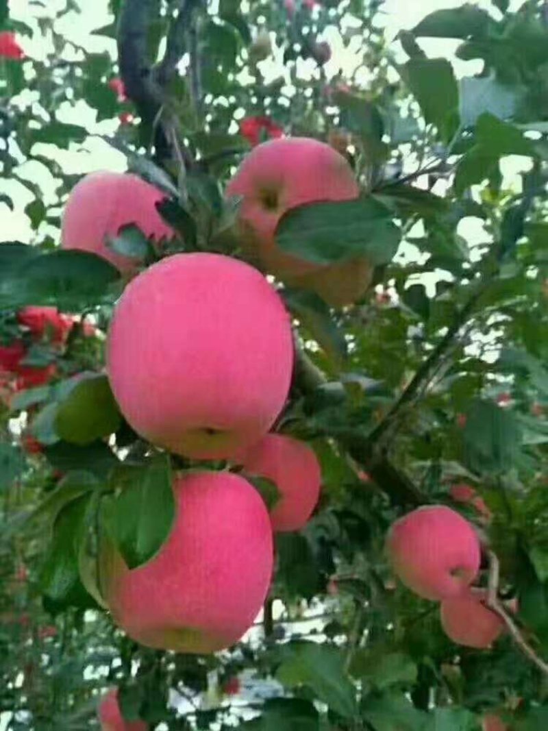 红富士