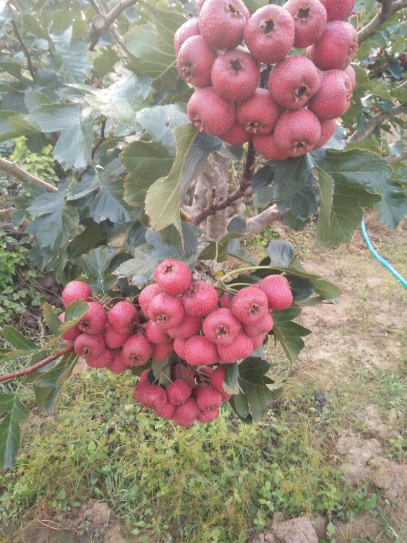大金星山楂