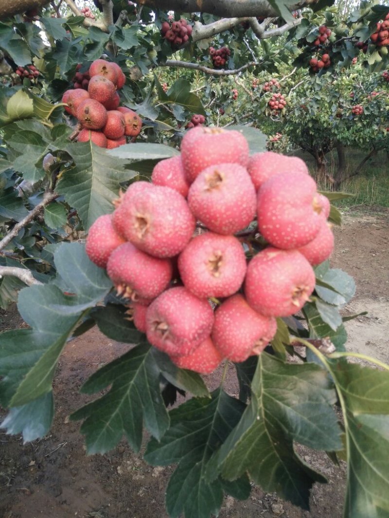 大金星山楂