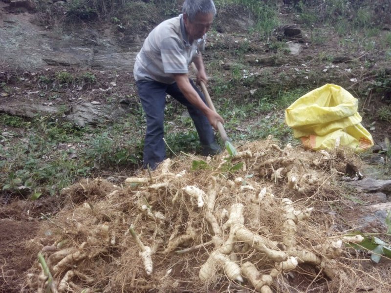 鸡头黄精老虎姜山姜块茎种茎野生河南产地直销