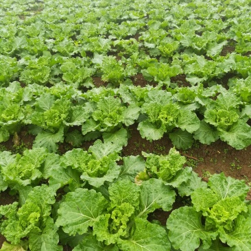 丰抗60小白菜