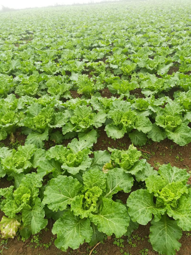丰抗60小白菜