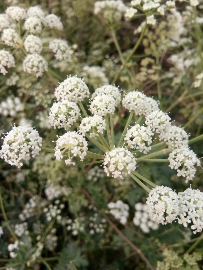 白花前胡