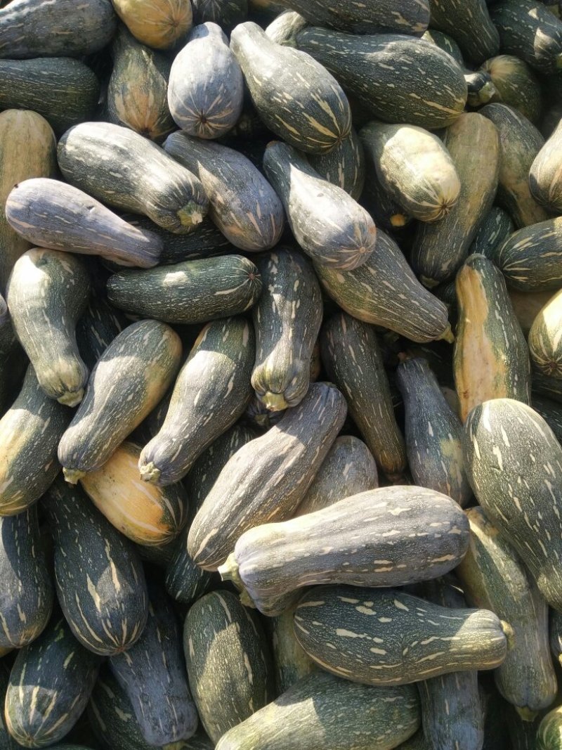 青皮，老南瓜，养殖专用，价格低，！！！！！！！！！
