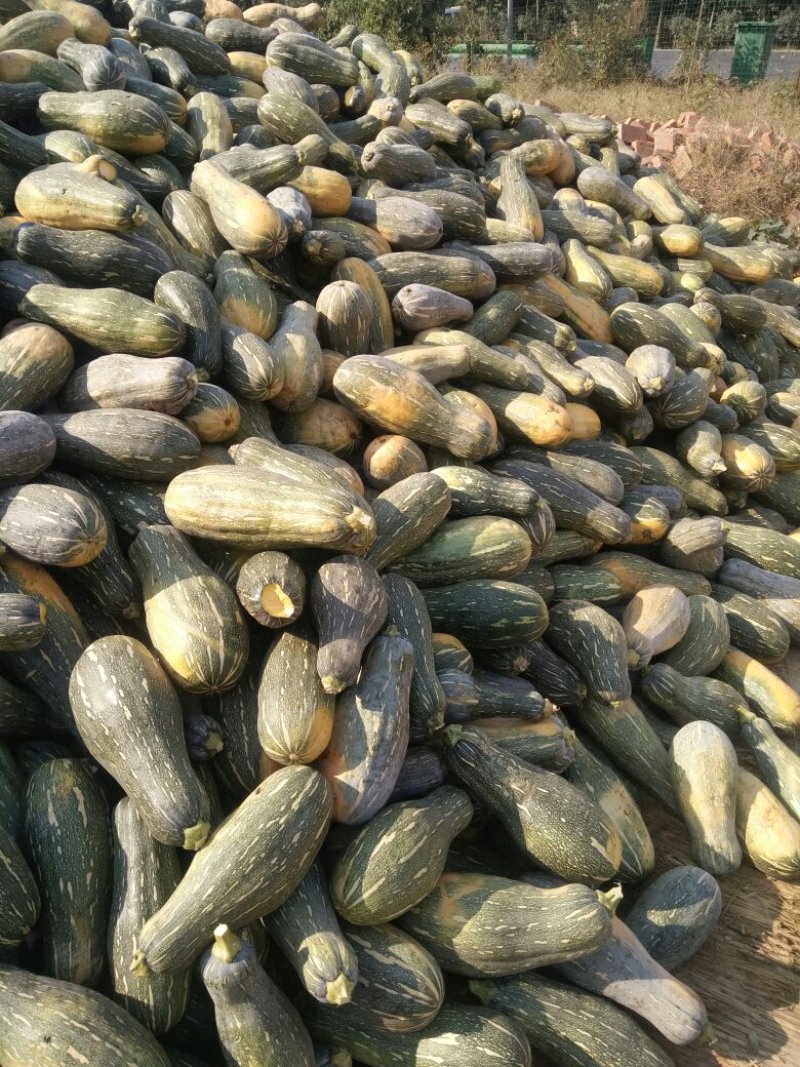 青皮，老南瓜，养殖专用，价格低，！！！！！！！！！
