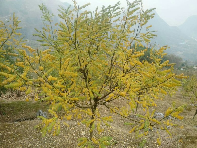 桂林金槐苗80cm以上高