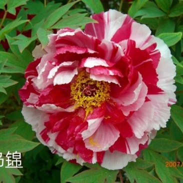 进口品种观赏牡丹