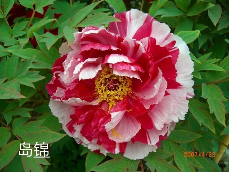 进口品种观赏牡丹