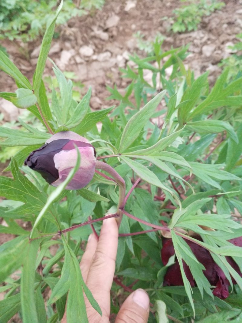 进口品种观赏牡丹