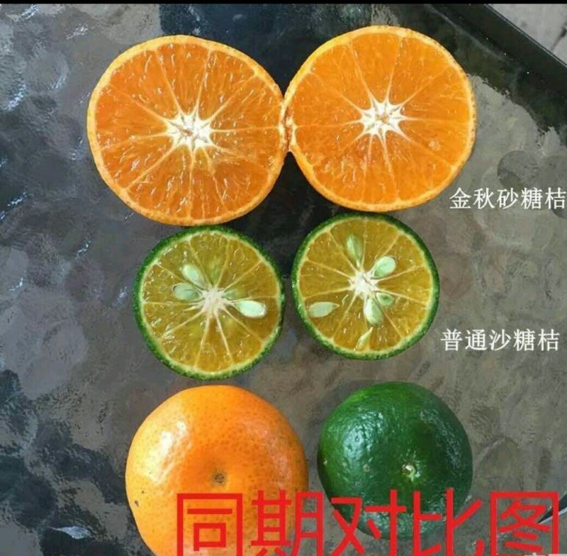 金秋砂糖橘枝条早熟品种品种保证枝条漂亮老熟