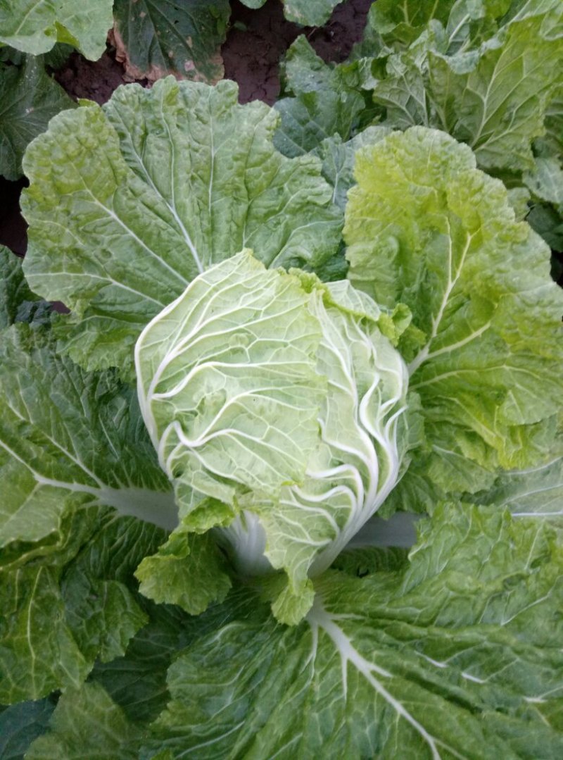 大义和秋白菜，毛菜。