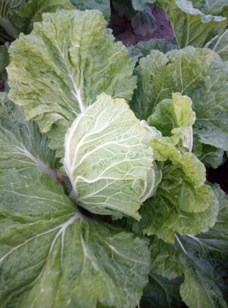 大义和秋白菜，毛菜。