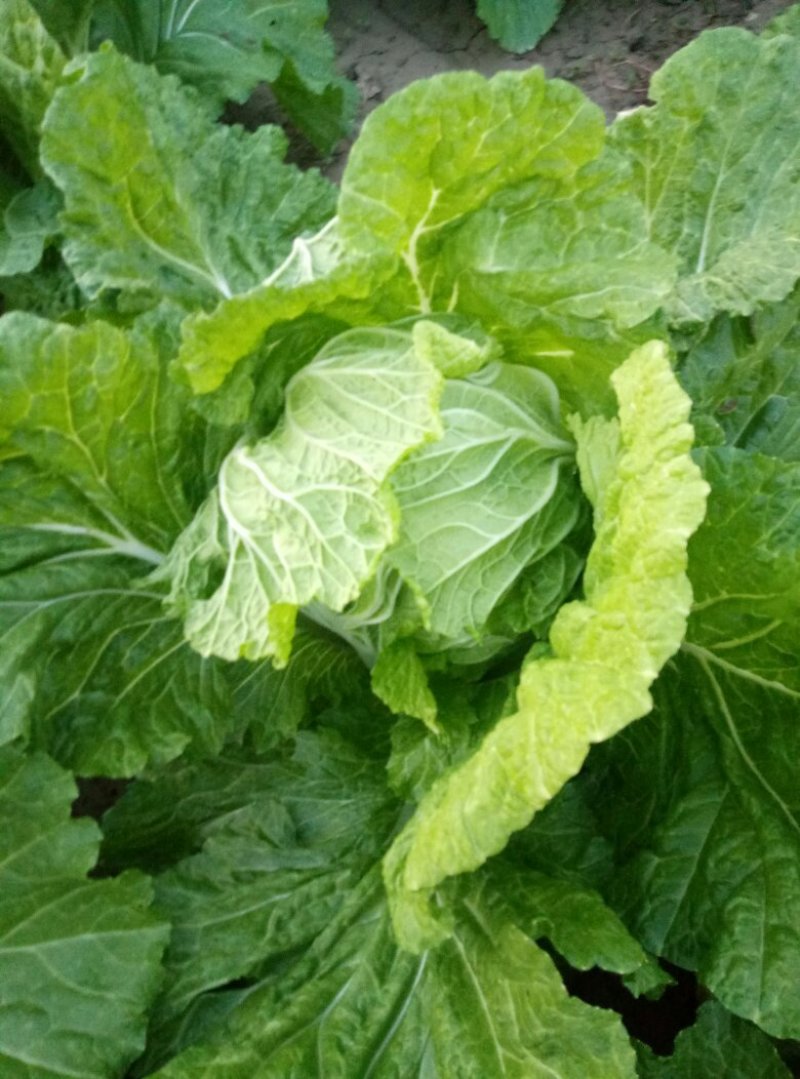 大义和秋白菜，毛菜。