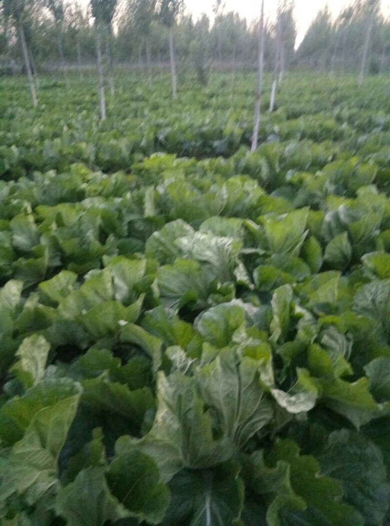 大义和秋白菜，毛菜。