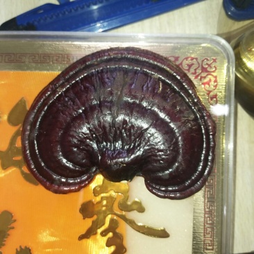 优质南寒灵芝芝灵芝