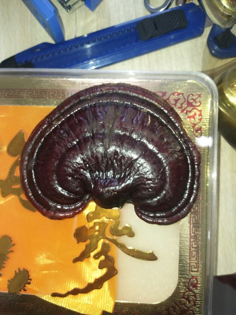 优质南寒灵芝芝灵芝