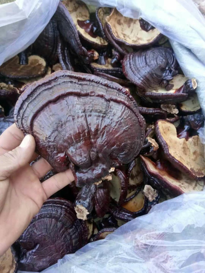 优质南寒灵芝芝灵芝