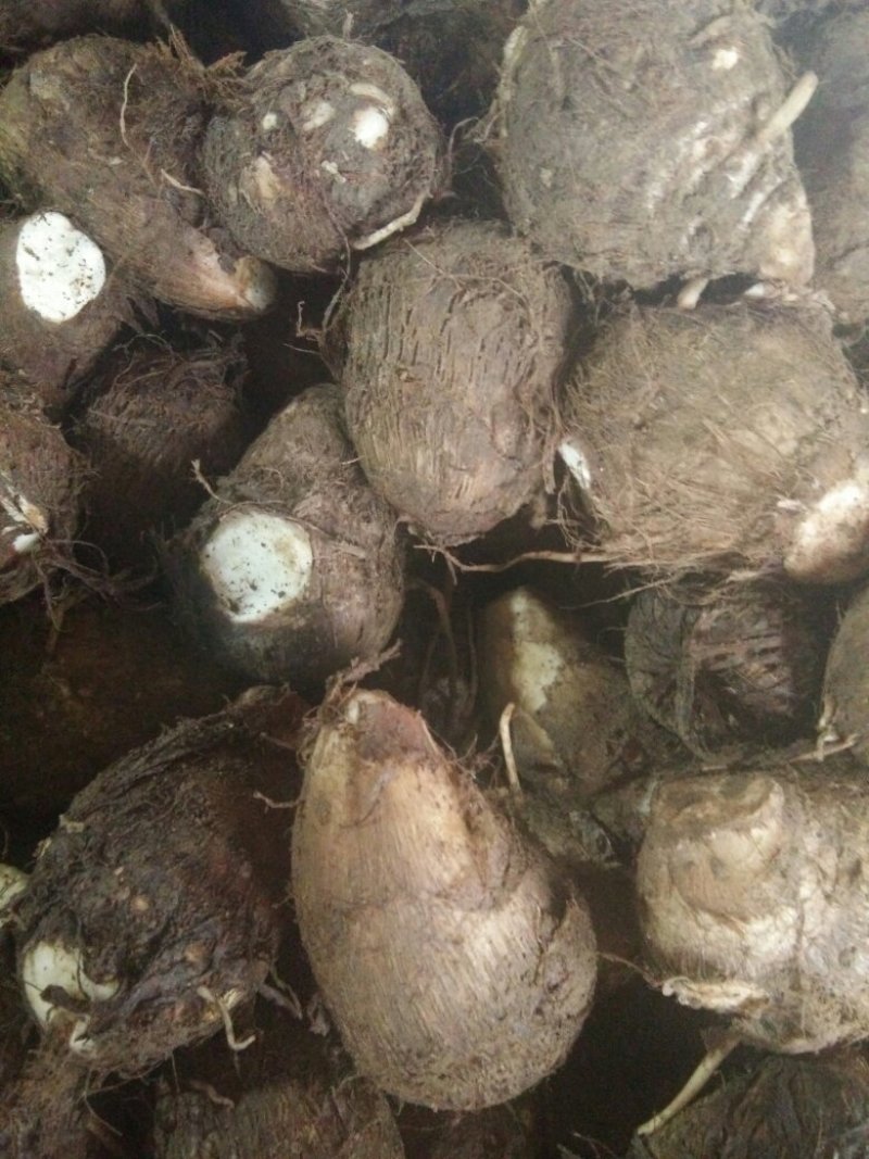 毛芋头，大量批发大中小规格齐全，全国发货