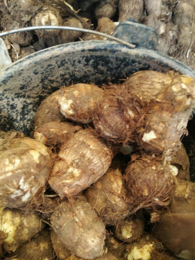 毛芋头，大量批发大中小规格齐全，全国发货
