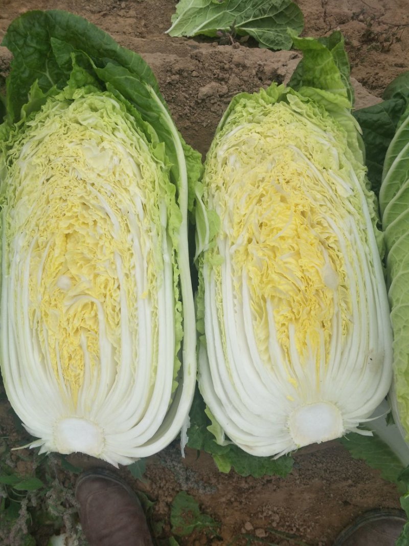 黄心白菜，形状和娃娃菜一样，就是比娃娃菜大一点