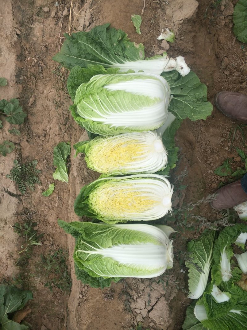 黄心白菜，形状和娃娃菜一样，就是比娃娃菜大一点