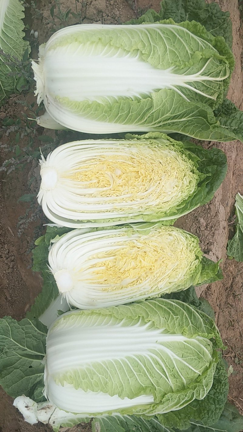 黄心白菜，形状和娃娃菜一样，就是比娃娃菜大一点
