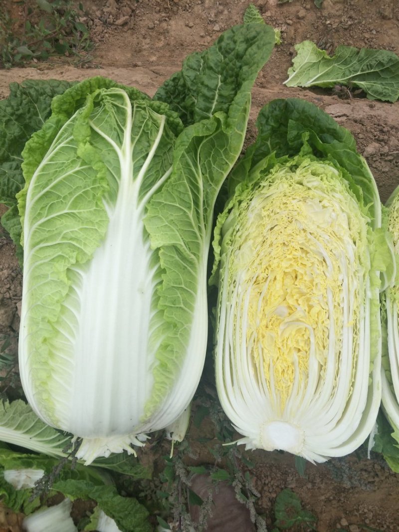 黄心白菜，形状和娃娃菜一样，就是比娃娃菜大一点