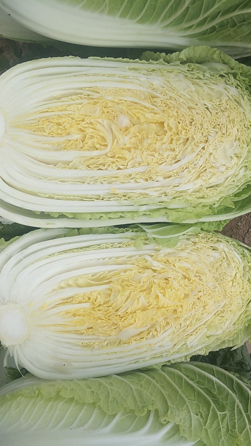 黄心白菜，形状和娃娃菜一样，就是比娃娃菜大一点